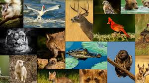 wildlife photos