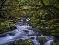 forest photography
