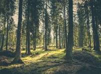 forest photo