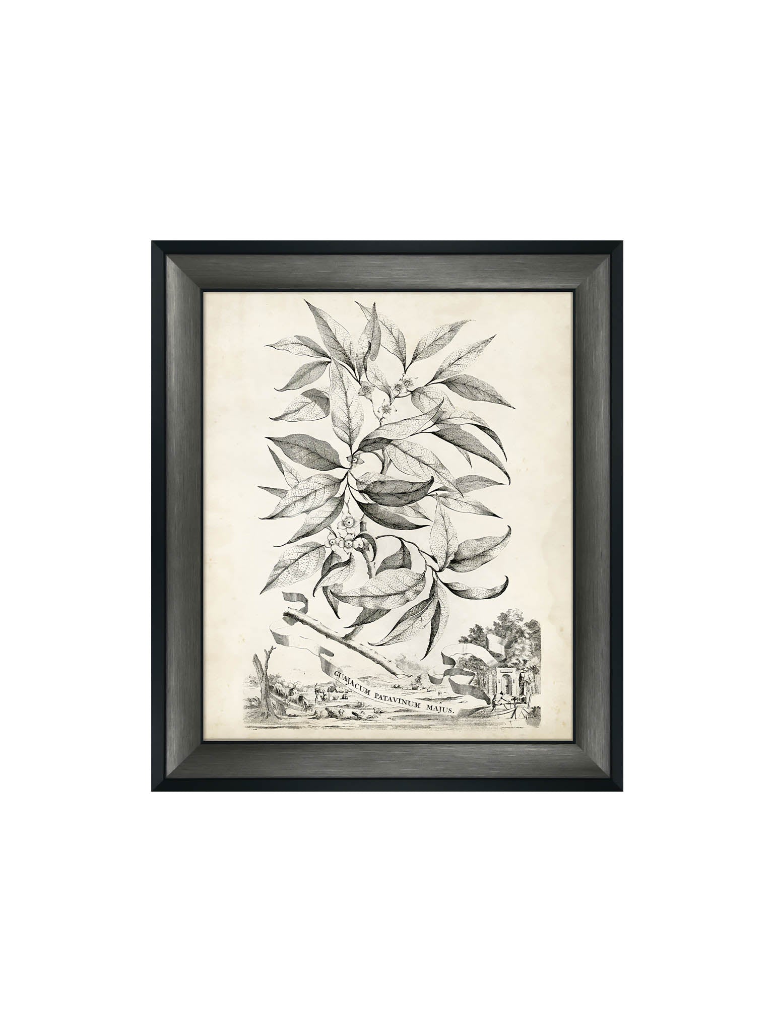 framed botanical prints