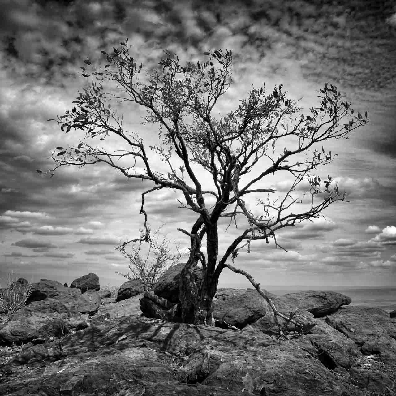 photo art